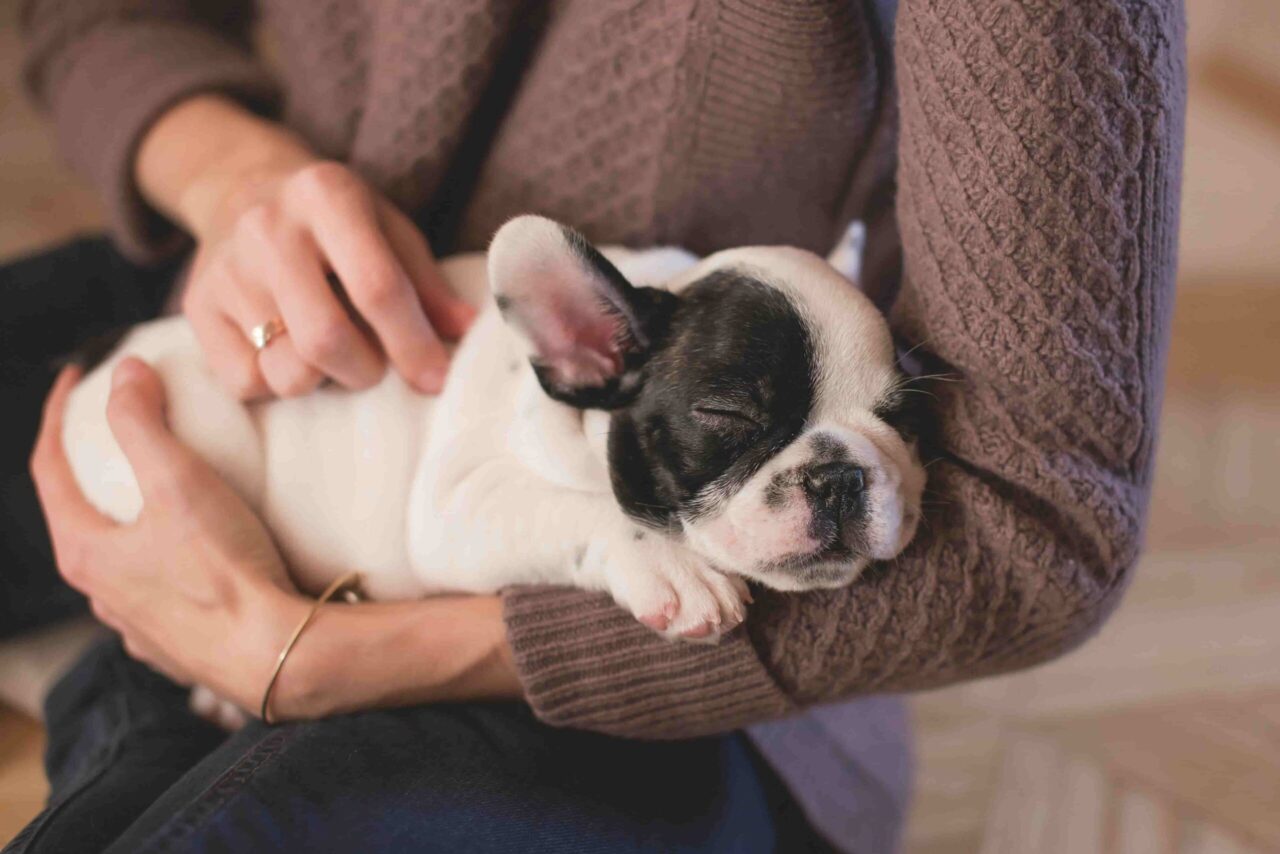 perrito durmiendo en los brazos de su amo